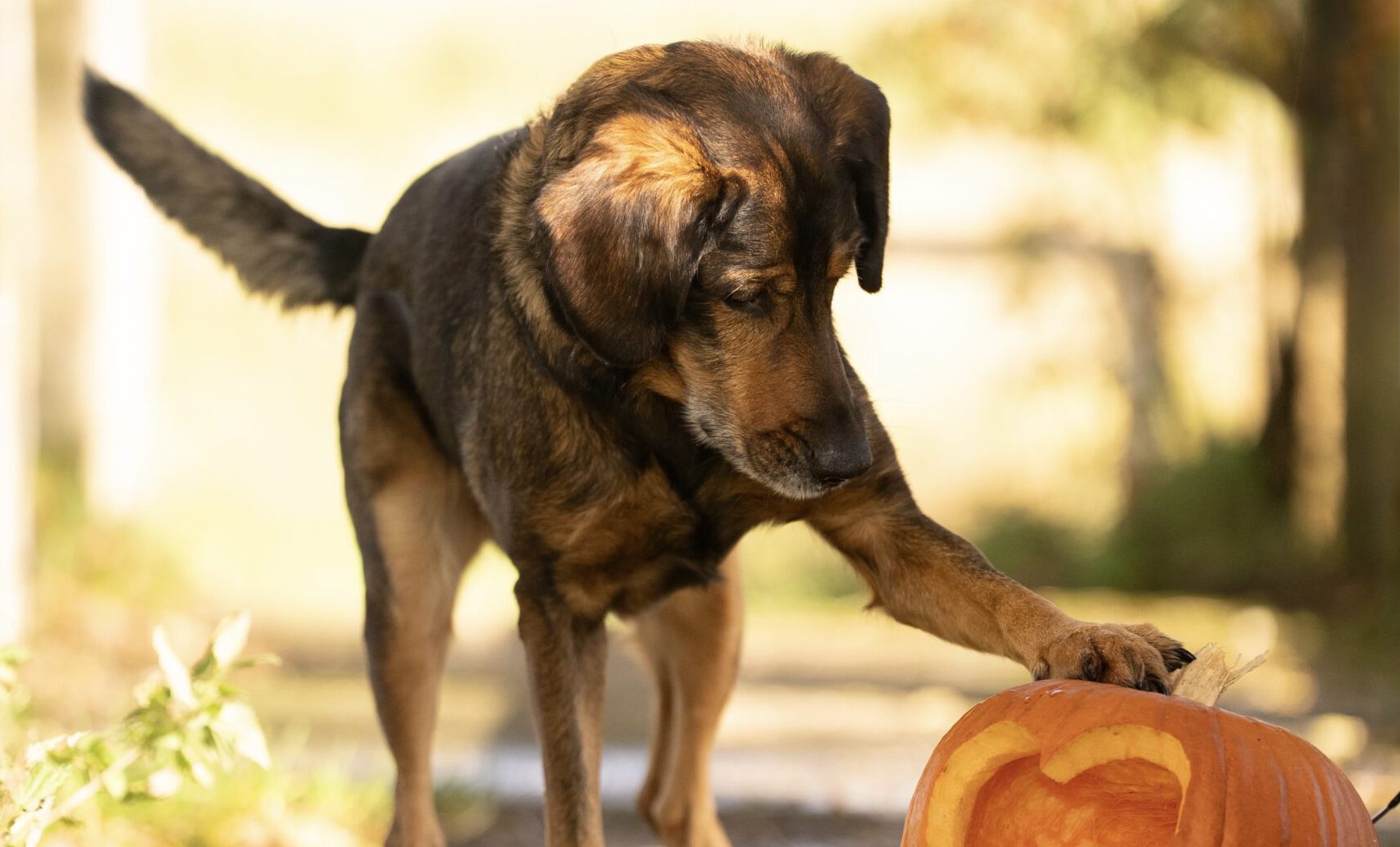 Halloween Walk